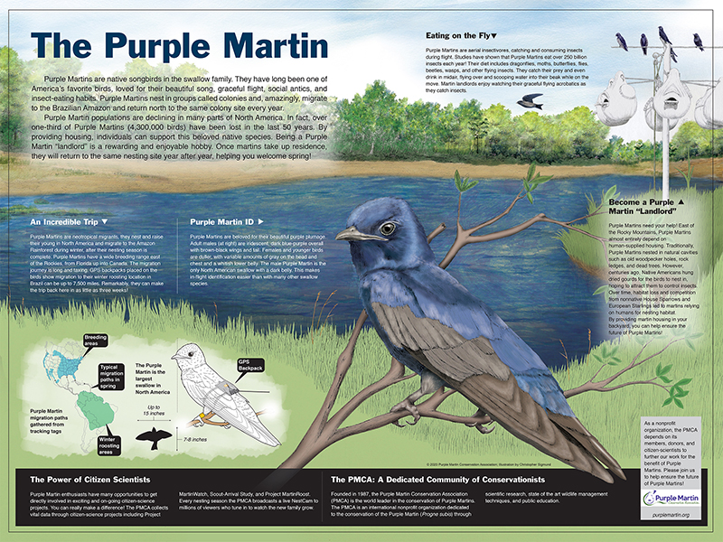 Purple Martin Educational Poster